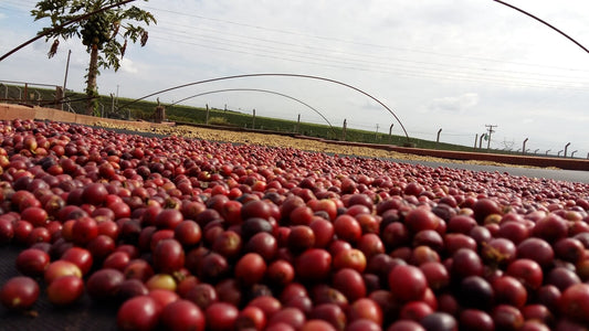 Fazenda California Natural