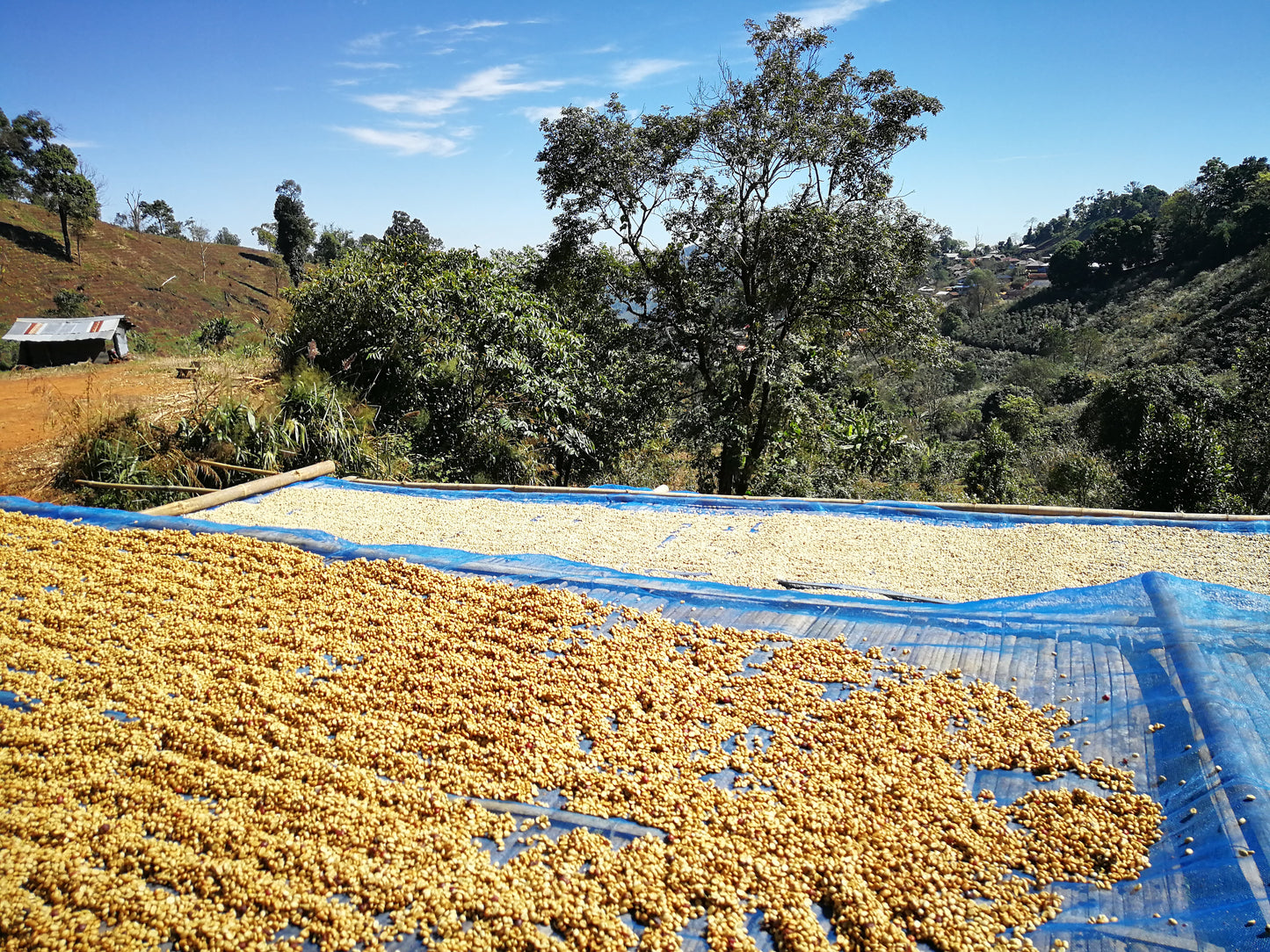 Doi Pangkhon Black Honey