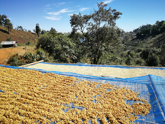 Doi Pangkhon Black Honey