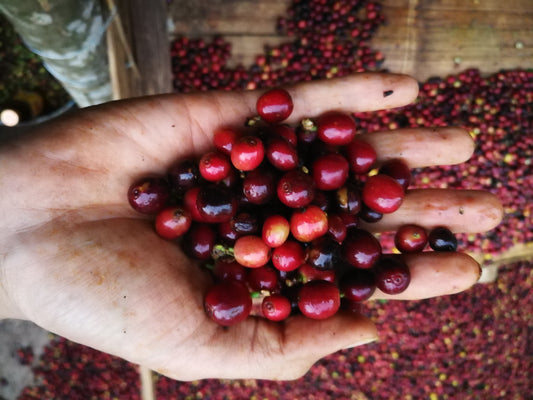 Doi Pangkhon Natural