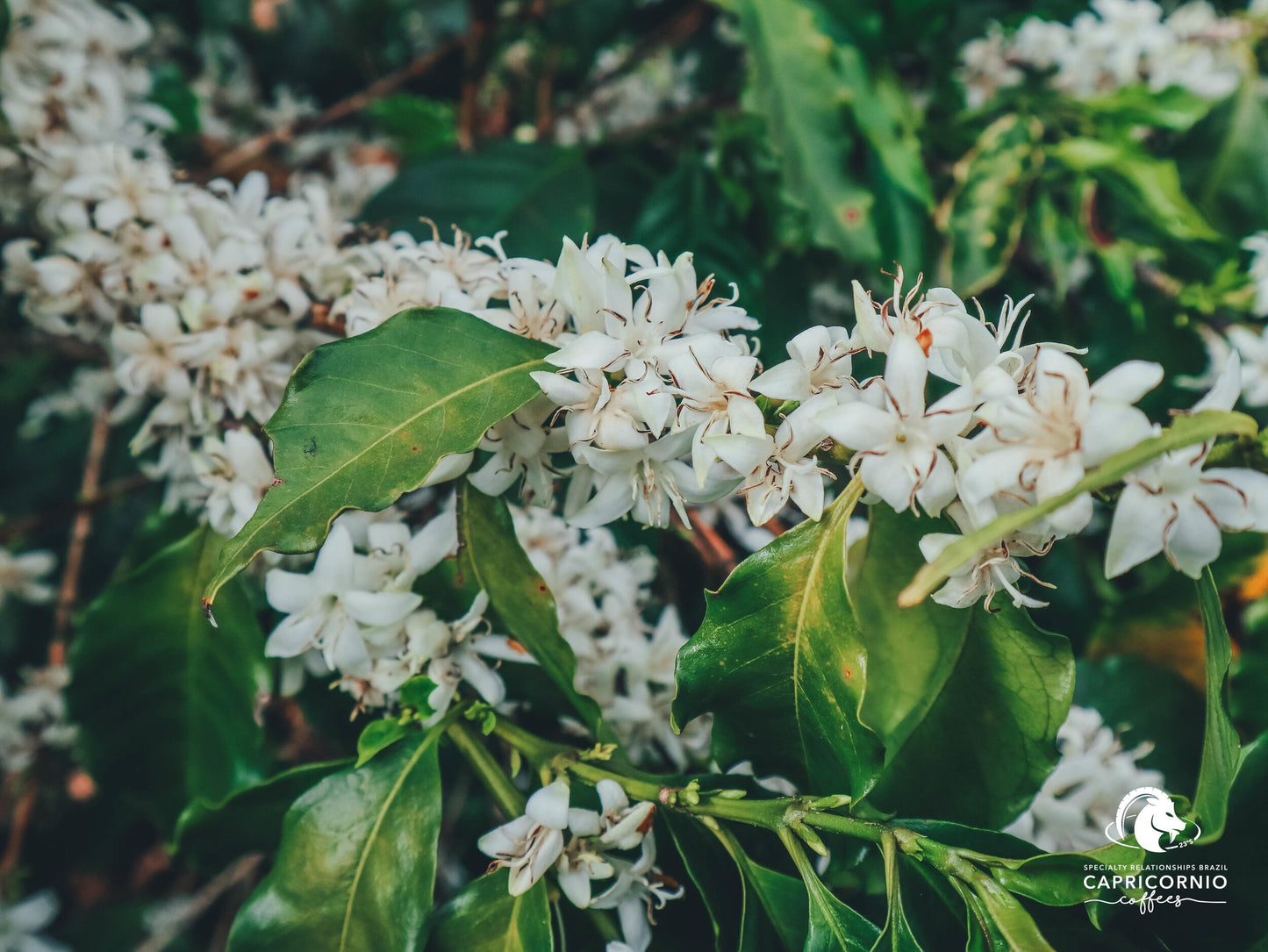 Fazenda California Cold soul