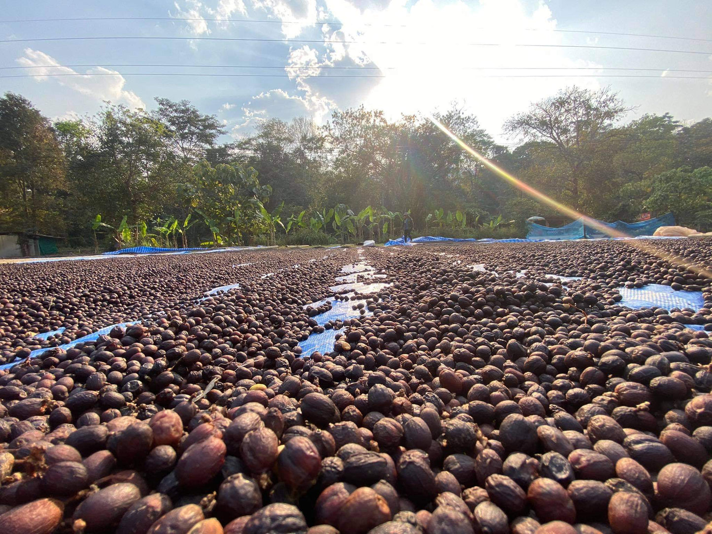 Huai Mae Liam Anaerobic Natural